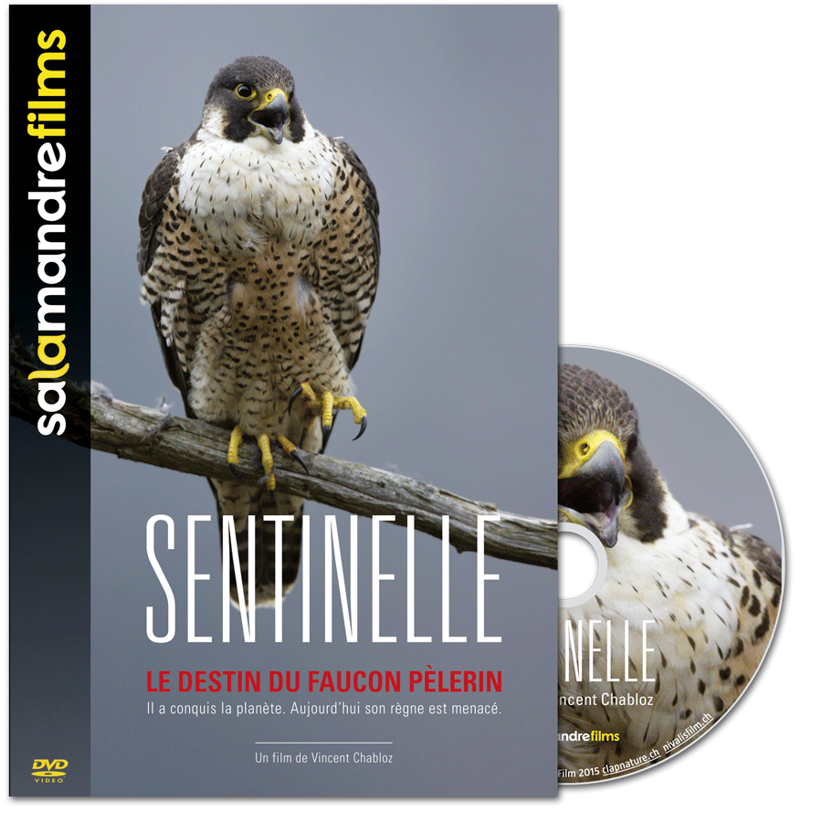 DVD Sentinelle