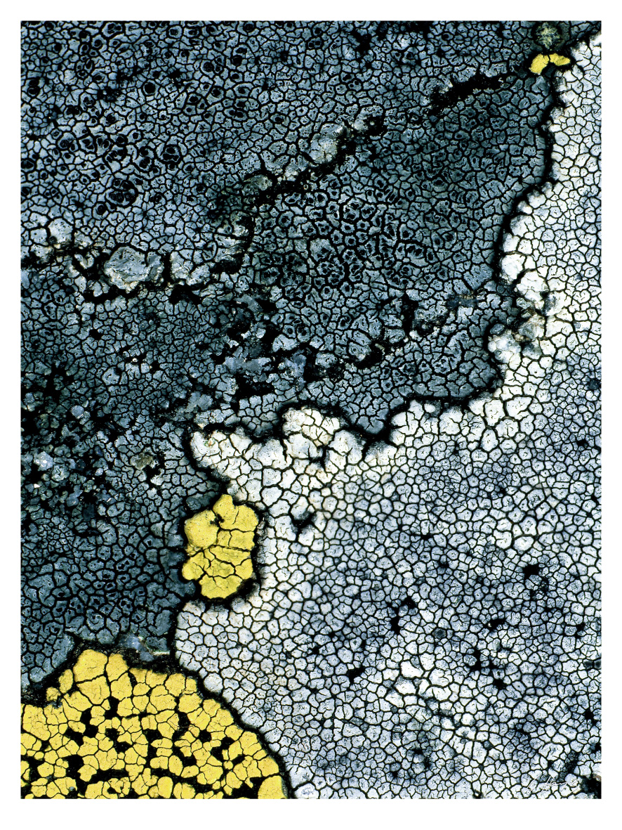 Lichen: une photo de Gilbert Hayoz