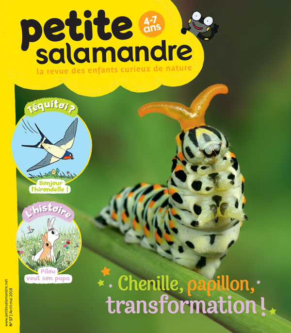 Petite salamandre 17